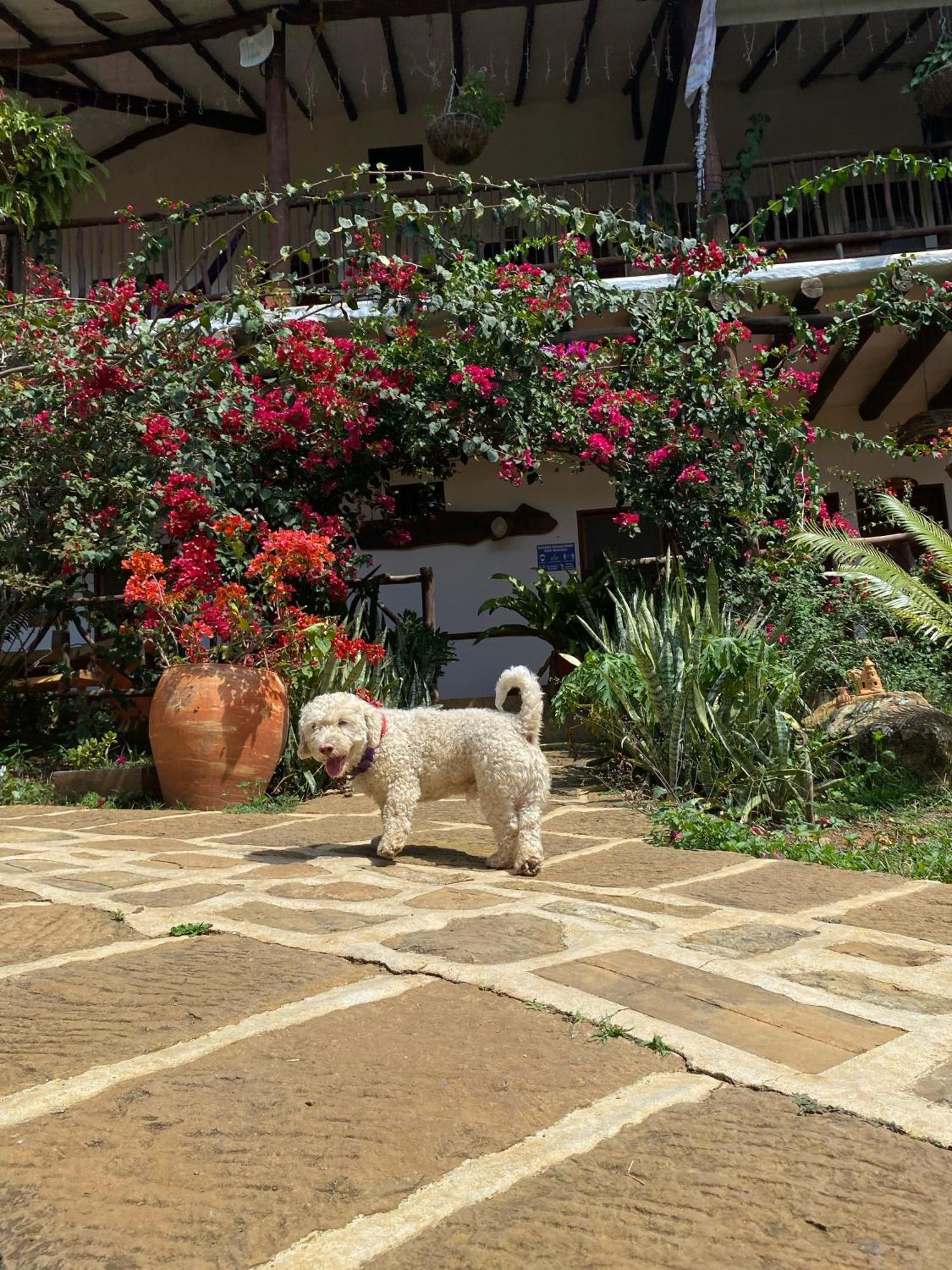 Hostal Villa San Rafael باريكارا المظهر الخارجي الصورة